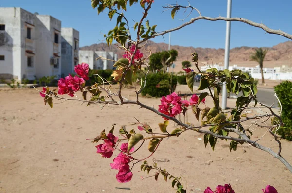 Konut binalarının ve uzak dağların arka planında begonvil çiçekleri olan bir dal. Dahab, Sina Yarımadası, Mısır.