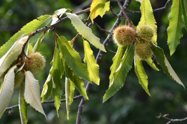 Sonbaharda ekim ayındaki hasattan hemen önce kestane dalından sarkan neredeyse olgun kirpiler. Chianti 'de Greve yakınlarındaki laik kestane ormanı. İtalya