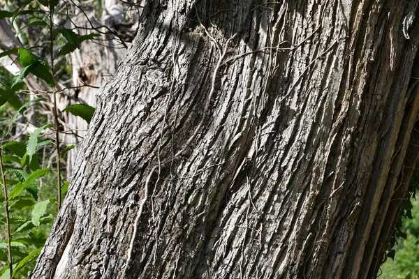 Detail Der Rinde Eines Jahrhunderte Alten Kastanienbaums Einem Wald — Stockfoto