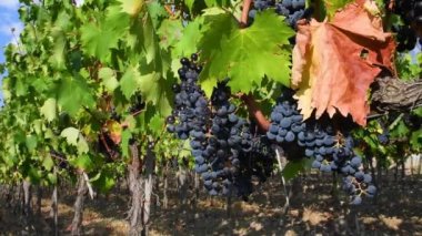 Chianti Classico bölgesindeki üzüm bağlarında kırmızı üzümler hasat zamanından hemen önce Chianti, İtalya 'da Greve yakınlarında..