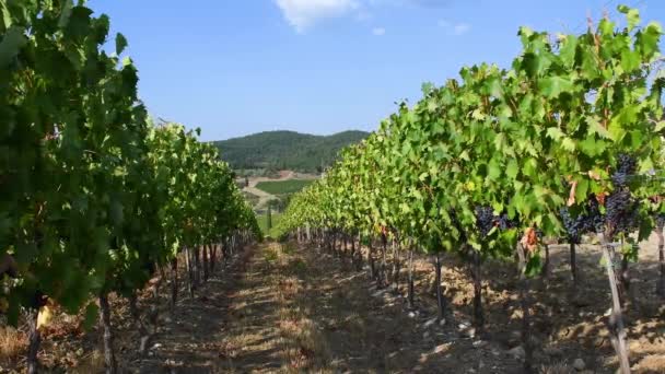 Piros Szőlő Szőlőültetvények Chianti Classico Területen Közvetlenül Betakarítás Előtt Közelében — Stock videók