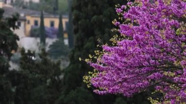 Çiçekli Yehuda ağacı Floransa, Toskana 'daki Piazzale Michelangelo bahçelerinde rüzgarda savruluyor. İtalya.