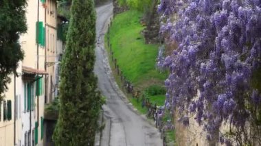 Mor salkımlar Floransa 'nın antik duvarlarından sarkmaktadır. Bu yol Forte Belvedere' e çıkar. İtalya.