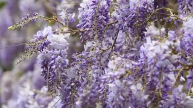 İlkbaharda açan leylak salkımı çiçekleri rüzgara karışır. Bahar mevsimi.