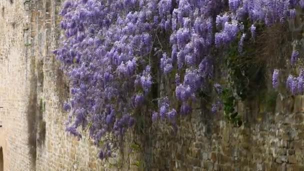 Piękne Kwiaty Lilii Wisteria Kwitnące Wiosną Starożytnych Murach Florencji Sezon — Wideo stockowe