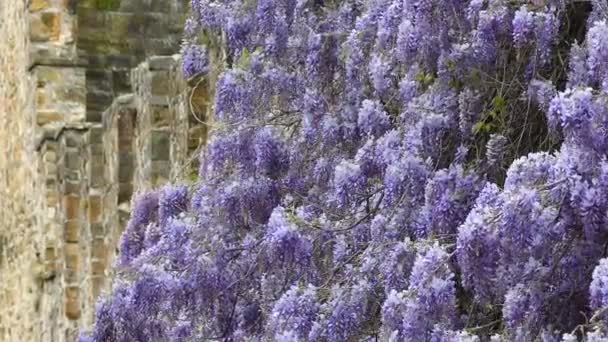 Lilac Wisteria Flowers Blooming Spring Ancient Walls Florence Spring Season — Stock Video