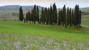 San Quirico d 'Orcia yakınlarındaki yeşil buğday tarlasında küçük bir grup selvi. Toskana, İtalya.
