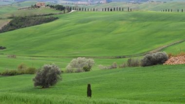 Bahar mevsiminde, Tuscany, Pienza yakınlarında zeytin ağaçları ve selvi ağaçları olan güzel yeşil tepeler. İtalya