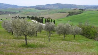 İtalya, Pienza yakınlarındaki yeşil tepelerde zeytin ağaçları.