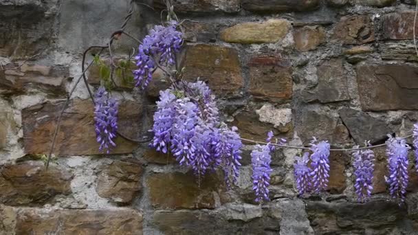 Lindas Flores Wisteria Lilás Florescendo Primavera Nas Antigas Paredes Florença — Vídeo de Stock