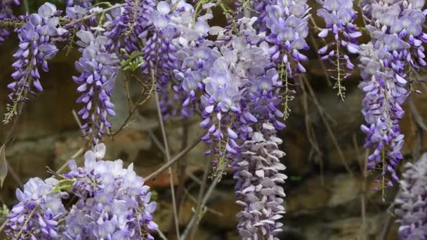 Hermosas Flores Glicina Lila Floreciendo Primavera Las Antiguas Murallas Florencia — Vídeo de stock