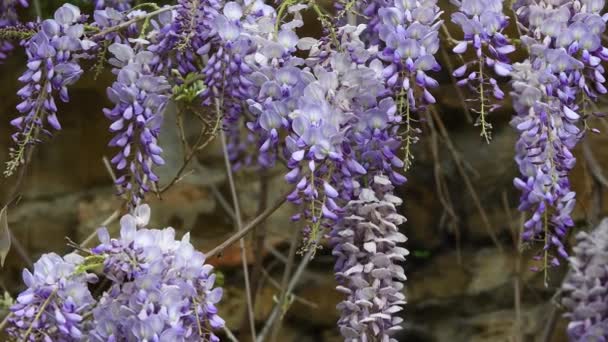 Lindas Flores Wisteria Lilás Florescendo Primavera Nas Antigas Paredes Florença — Vídeo de Stock