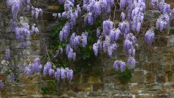 Belles Fleurs Glycine Lilas Fleurissent Printemps Sur Les Anciens Murs — Video