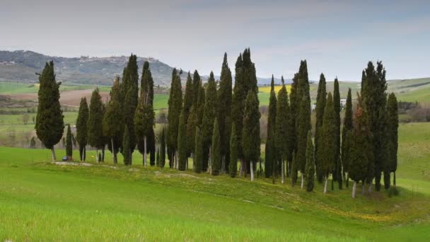 日落时分 托斯卡纳 在一片绿色的麦田里 有一小群柏树 意大利 — 图库视频影像