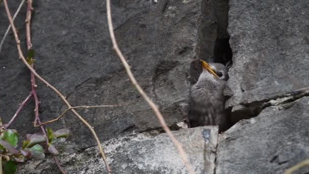 Starlings Cuib Ciripit Așteptare Pentru Mâncare — Videoclip de stoc