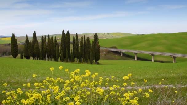 小群柏树生长在绿油油的麦田里 黄花在前景中 高速公路在背景中 托斯卡纳 意大利 — 图库视频影像