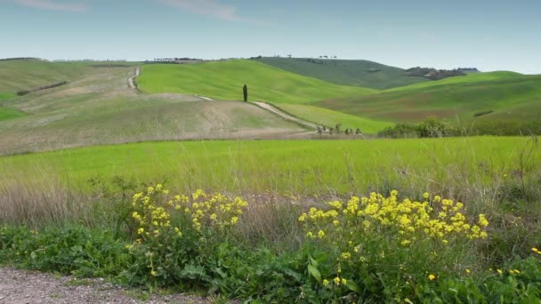 Gröna Vetefält Landet Nära San Quirico Orcia Med Gula Blommor — Stockvideo