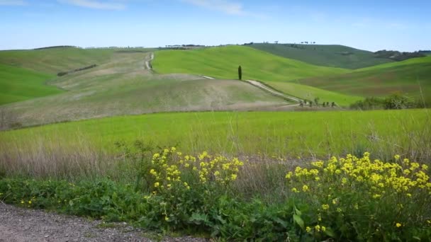 Campos Trigo Verde Campo Cerca San Quirico Orcia Con Flores — Vídeo de stock