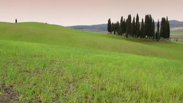 Kleine Groep Cipressen Een Groen Tarweveld Voorjaarsseizoen Toscane Italië — Stockvideo