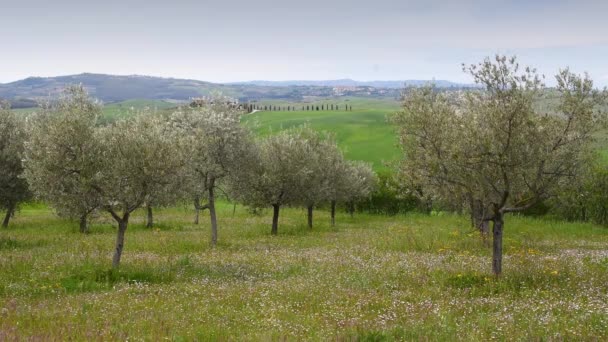 Ελαιόδεντρα Καταπράσινους Λόφους Κοντά Στην Pienza Ιταλία — Αρχείο Βίντεο