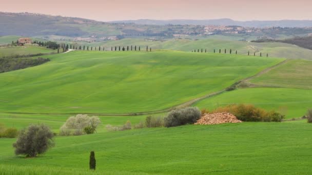 トスカーナ州ピエンツァ近くの春の季節にオリーブの木やヒノキと美しい緑の丘陵地帯 イタリア — ストック動画