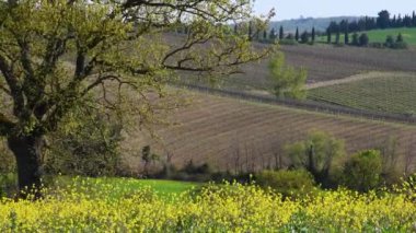 Siena yakınlarındaki Toskana kırsalında rüzgârda esen sarı kanola çiçeklerinin ortasındaki ağaç. İtalya