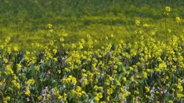 Sarı kanola çiçekleri rüzgarda hareket eder