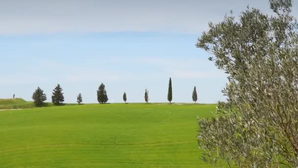 风吹走了托斯卡纳皮恩扎附近田野里的青小麦 意大利 — 图库视频影像