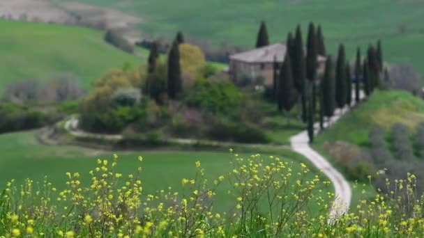 Gyönyörű Kilátás Nyílik Gördülő Dombok Toszkána Tavasszal Sárga Virágok Mozognak — Stock videók