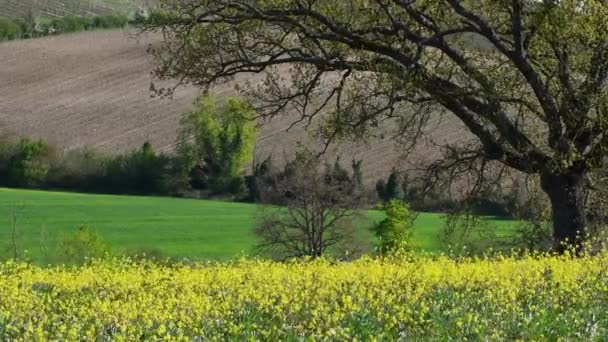 Дерево Посреди Поля Желтых Цветов Канолы Дующих Ветру Тосканской Сельской — стоковое видео