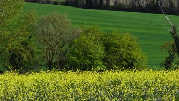 Fiori Colza Gialla Muovono Nel Vento — Video Stock