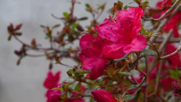 Närbild Vackra Blommande Azaleor Blommor Rhododendron Ren — Stockvideo