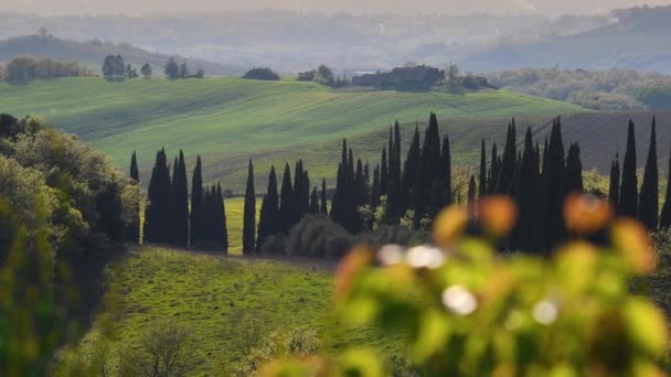 Vackert Toskanskt Landskap Nära Siena Med Cypressträ Italien — Stockvideo