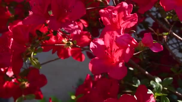 春には美しいツツジの花 ツツジ のクローズアップ — ストック動画