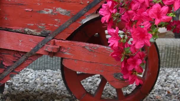 Blommande Azaleor Rhododendron Våren Med Gammal Röd Skottkärra Trä Trädgård — Stockvideo