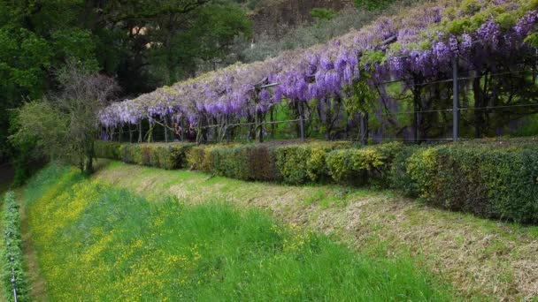 Piękny Tunel Wisteria Ogrodzie Florencji Bazyliką San Miniato Monte Tle — Wideo stockowe