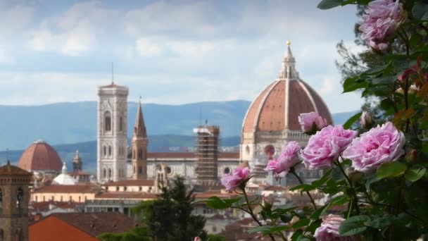 Belles Roses Roses Soufflées Par Vent Dans Célèbre Roseraie Florence — Video