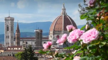 Floransa 'daki ünlü gül bahçesinde rüzgarın estiği güzel pembe güller. Arka planda Santa Maria del Fiore Katedrali var. İtalya