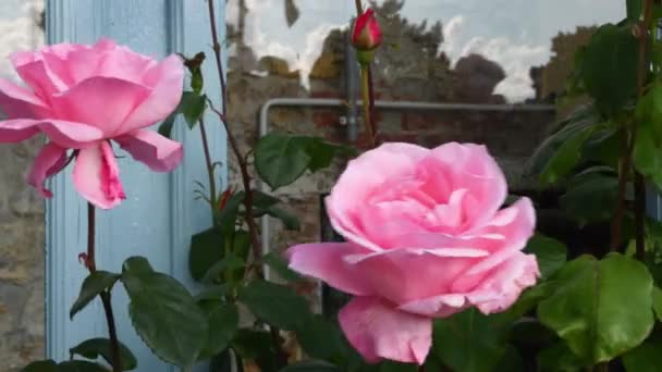Belles Roses Roses Fleurs Déplacées Par Vent Dans Jardin — Video