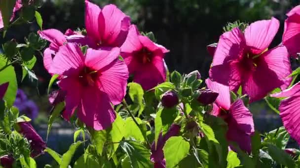 Piękne Gigantyczne Różowe Kwiaty Hibiskusa Poruszane Wiatrem Ogrodzie Położonym Placu — Wideo stockowe