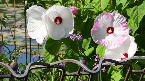 Lindas Flores Hibisco Rosa Branco Jardim Itália — Vídeo de Stock