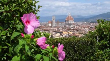 Michelangelo Meydanı 'nda, Floransa şehri ve Santa Maria del Fiore Katedrali' nin bulunduğu bir bahçede bulunan güzel pembe amber çiçekleri. İtalya.