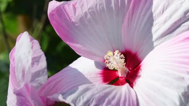 Zbliżenie Różowy Kwiat Hibiskusa Poruszany Wiatrem Ogrodzie Położonym Placu Michała — Wideo stockowe