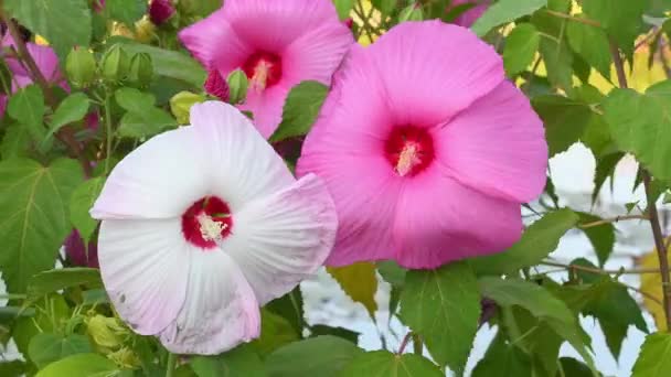 Riesige Rosa Hibiskusblüten Die Vom Wind Bewegt Werden Einem Garten — Stockvideo