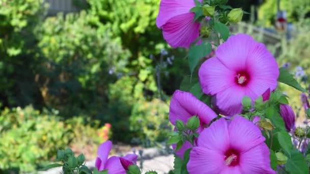 Jätte Rosa Hibiskus Blommor Flyttas Vinden Trädgård Som Ligger Vid — Stockvideo