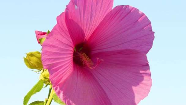 Olbrzymy Hibiskus Kwiaty Przed Błękitnym Niebem Poruszane Przez Wiatr Ogrodzie — Wideo stockowe