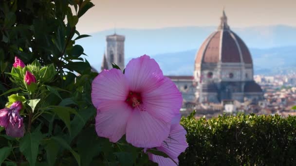 背景にはサンタ マリア フィオーレ大聖堂のあるフィレンツェのミケランジェロ広場にある庭の美しいピンクのハイビスカスの花 イタリア — ストック動画