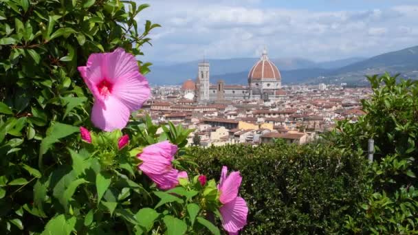 Цветы Розового Гибискуса Саду Расположенном Площади Мичеланджело Городами Флоренция Санта — стоковое видео