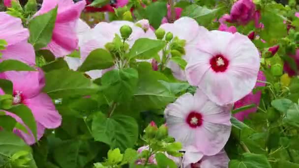 Jätte Rosa Hibiskus Blommor Flyttas Vinden Trädgård Som Ligger Vid — Stockvideo