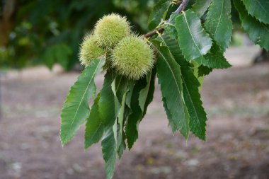 Ekim ayındaki kestane hasadından hemen önce bir kestane dalından sarkan Kirpilerin yakın çekimi neredeyse olgunlaşmıştı. seçici odak.